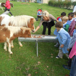 Quanto sono belli questi pony!!