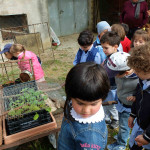 piantine da trapiantare nell'orto