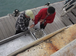 Civitanova Marche - i pescatori al porto preparano le reti