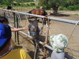 ACCAREZZIAMO IL CAVALLINO.