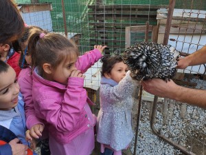 MENTRE ACCAREZZIAMO UNA STRANA GALLINA.