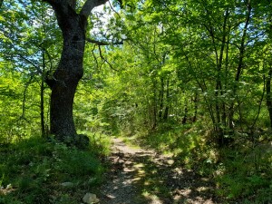 Che spettacolo la Natura!